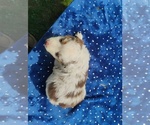 Small #4 Miniature American Shepherd