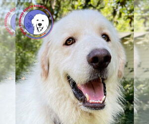 Great Pyrenees Dogs for adoption in Spring, TX, USA