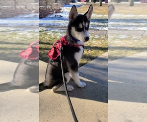 Siberian Husky Puppy for sale in PARK FOREST, IL, USA