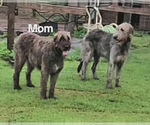 Small Photo #1 Irish Wolfhound Puppy For Sale in MATHIS, TX, USA