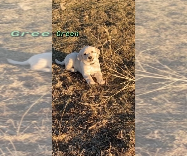Medium Photo #4 Labrador Retriever Puppy For Sale in WRAY, CO, USA