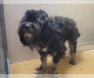 Mutt Dogs for adoption in Martinez, CA, USA