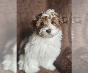 Havanese Puppy for sale in NORTH LAWRENCE, OH, USA