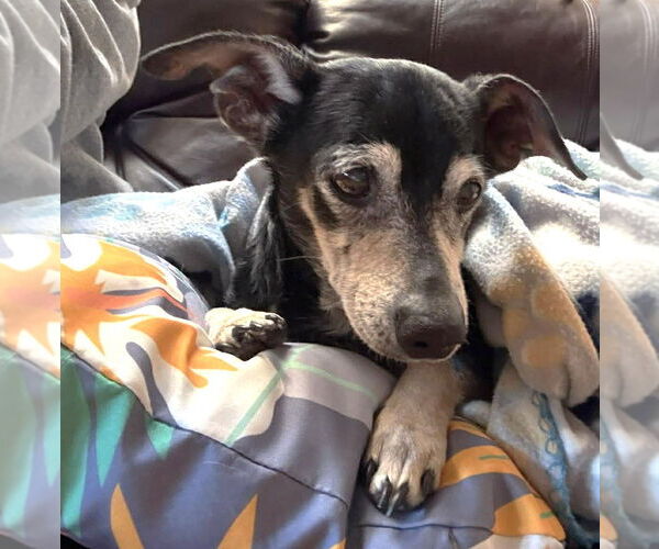 Medium Photo #5 Chiweenie Puppy For Sale in Boonton, NJ, USA