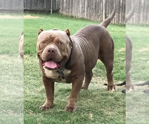 Father of the American Bully puppies born on 08/05/2022