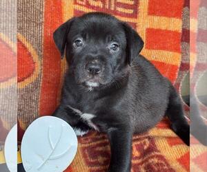 Labrador Retriever-Unknown Mix Dogs for adoption in San Diego, CA, USA