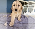 Small Photo #5 Goldendoodle (Miniature) Puppy For Sale in FONTANA, CA, USA