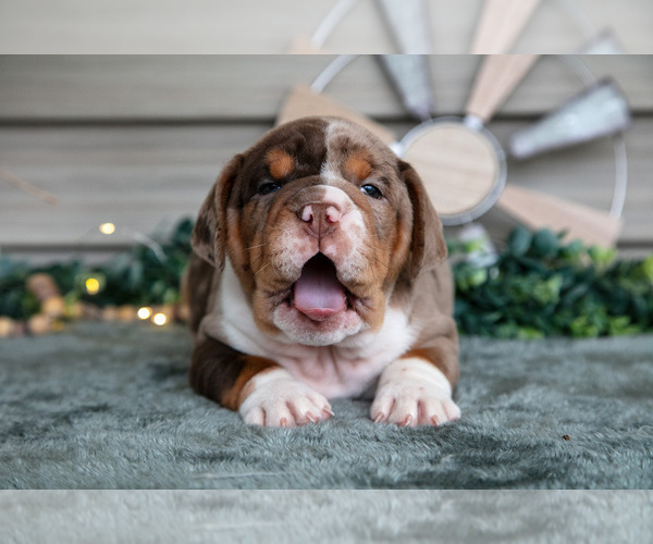 Medium Photo #2 Beabull Puppy For Sale in MILLERSBURG, OH, USA