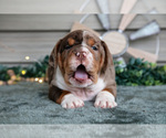 Small #1 Beabull