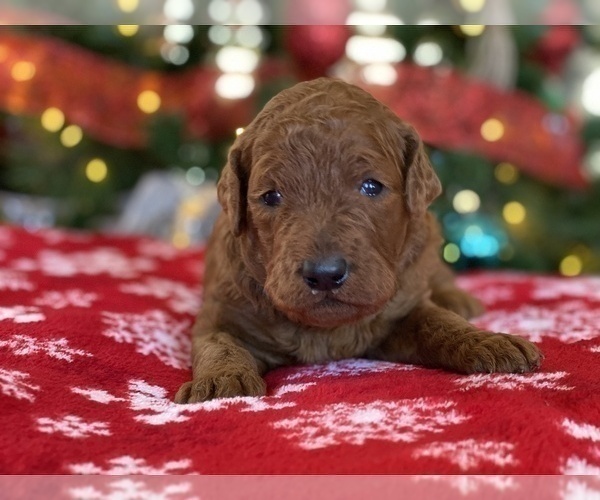 Medium Photo #2 Poodle (Standard) Puppy For Sale in ABILENE, TX, USA