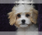 Small #2 Cavachon