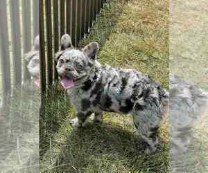 Medium French Bulldog