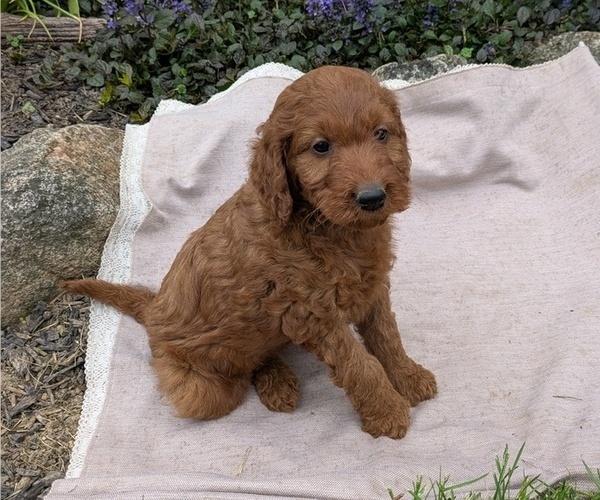 Medium Photo #58 Irish Doodle Puppy For Sale in GOSHEN, IN, USA