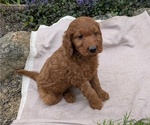 Small Photo #58 Irish Doodle Puppy For Sale in GOSHEN, IN, USA