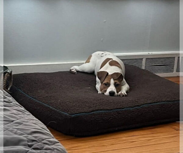 Medium Photo #8 American Pit Bull Terrier-Labrador Retriever Mix Puppy For Sale in SHERBURNE, NY, USA