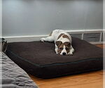 Small #7 American Pit Bull Terrier-Labrador Retriever Mix