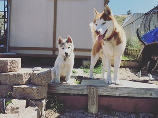 Father of the Siberian Husky puppies born on 11/16/2017