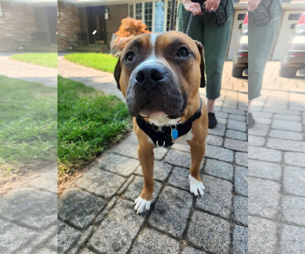 Medium Photo #3 Bulldog-Unknown Mix Puppy For Sale in Westwood, NJ, USA