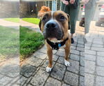 Small #2 Bulldog Mix
