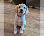 Small #4 Golden Retriever Mix