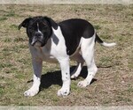 Small Photo #2 Alapaha Blue Blood Bulldog Puppy For Sale in MARBLE FALLS, AR, USA