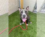 Small #1 American Pit Bull Terrier