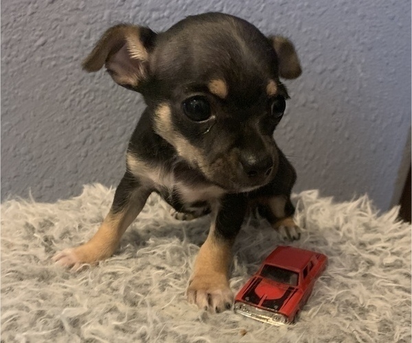 View Ad Chihuahua Puppy for Sale near Nebraska, MC COOK