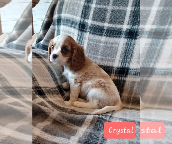 Medium Photo #7 Cavalier King Charles Spaniel Puppy For Sale in STANLEY, WI, USA