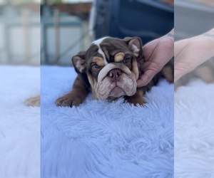 Bulldog Puppy for sale in MORENO VALLEY, CA, USA