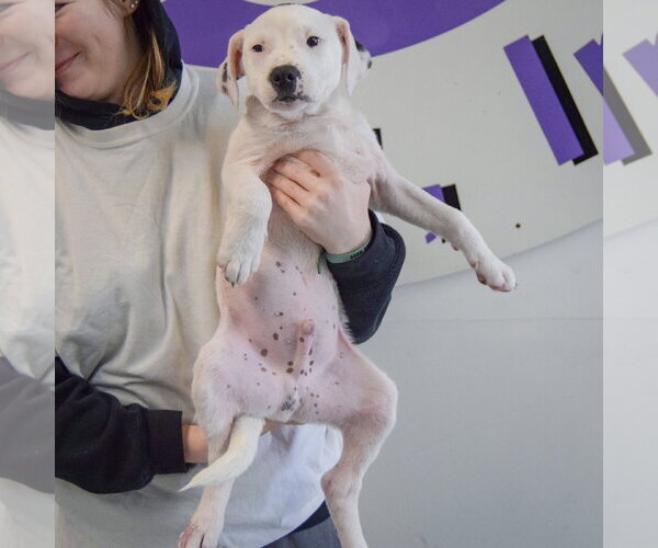 Medium Photo #5 American Staffordshire Terrier-Labrador Retriever Mix Puppy For Sale in Huntley, IL, USA