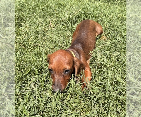 Medium Photo #4 Dachshund Puppy For Sale in SAN BERNARDINO, CA, USA