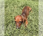 Small #3 Dachshund