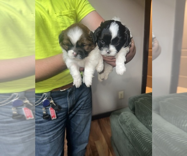 Medium Photo #1 Pom-A-Poo-Shih Tzu Mix Puppy For Sale in SPRINGVILLE, IN, USA