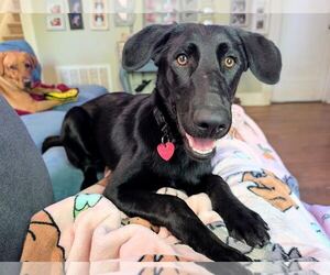 Labrador Retriever-Unknown Mix Dogs for adoption in Clovis, CA, USA