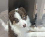Small Australian Shepherd