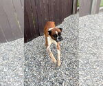 Small #8 Boxer