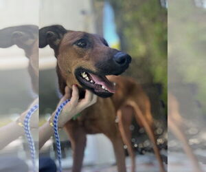 Mutt Dogs for adoption in Woodland Hills, CA, USA