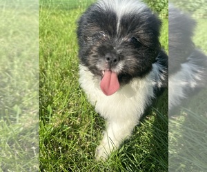 Shih Tzu Puppy for sale in PLAINFIELD, IL, USA