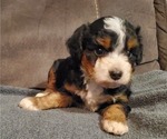 Small #7 Bernedoodle (Miniature)