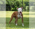 Small #1 American Pit Bull Terrier