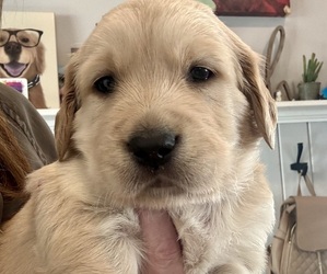 Golden Retriever Puppy for Sale in GRAND RAPIDS, Michigan USA