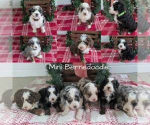 Miniature Bernedoodle Litter for sale in GOSHEN, IN, USA