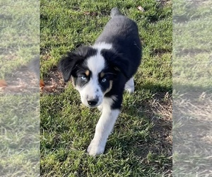 Australian Shepherd Puppy for sale in EXETER, MO, USA
