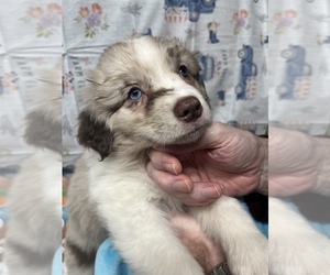 Australian Shepherd Puppy for Sale in WILLIS, Virginia USA