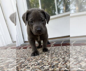 Labrador Retriever-Unknown Mix Dogs for adoption in The Woodlands, TX, USA