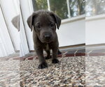 Small Labrador Retriever Mix