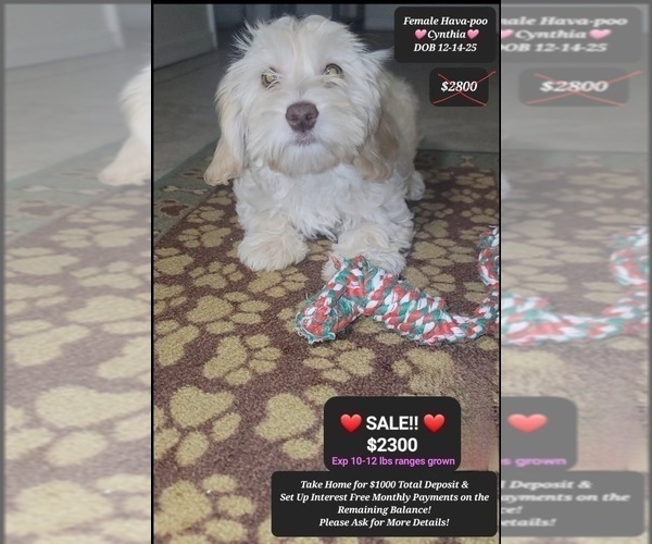 Medium Photo #1 Havapoo Puppy For Sale in TUCSON, AZ, USA