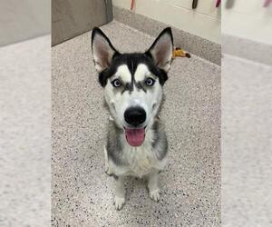 Siberian Husky Dogs for adoption in Brighton, CO, USA