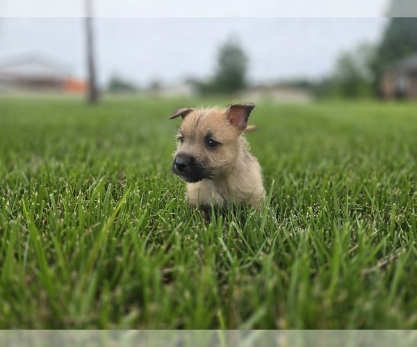 Medium Photo #4 Cairn Terrier Puppy For Sale in CARLYLE, IL, USA