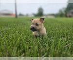 Small #3 Cairn Terrier